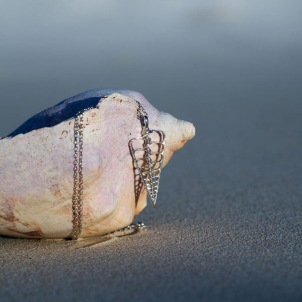 Cerithium Shell - Image 4
