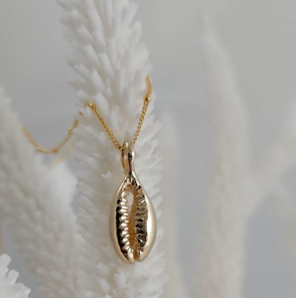 Small Cowrie Shell - Image 6