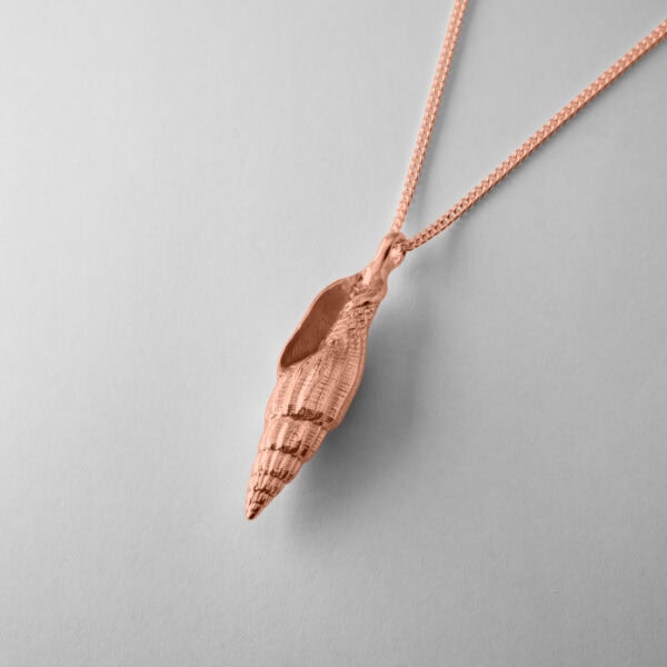Tulip Shell - Image 6