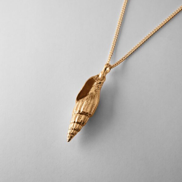 Tulip Shell - Image 3
