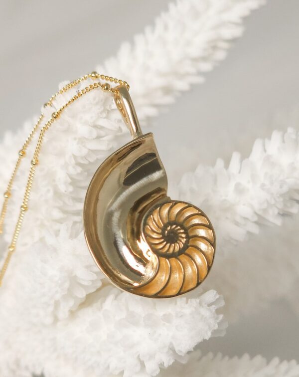 Medium Nautilus Shell - Image 5