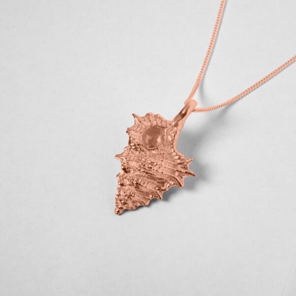 Small Kookaburra Shell - Image 9
