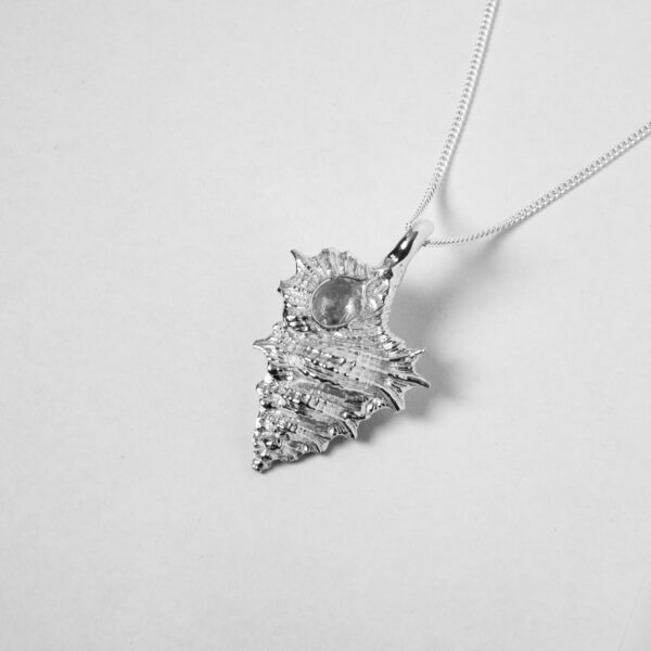 Small Kookaburra Shell