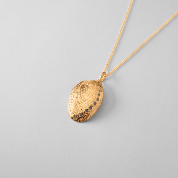 Paua Shell - Image 3
