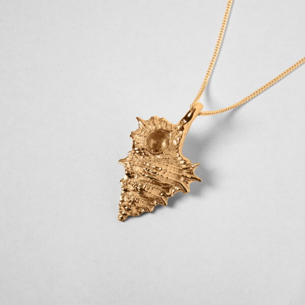 Small Kookaburra Shell - Image 3