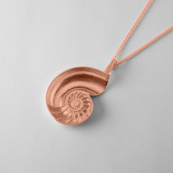 Large Nautilus Shell - Image 9