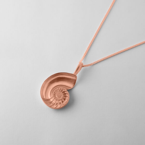 Medium Nautilus Shell - Image 8