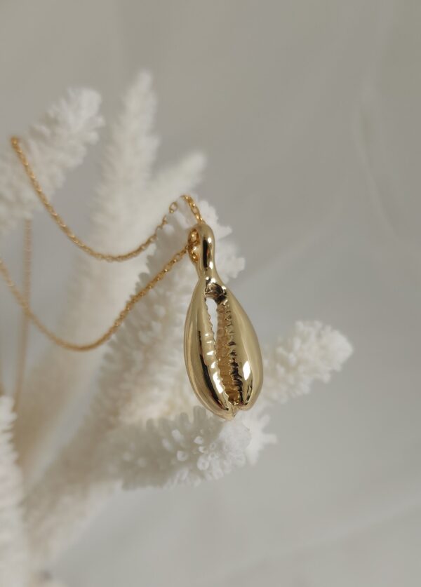 Large Cowrie Shell - Image 6