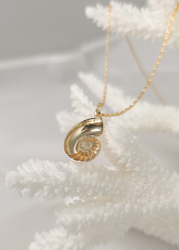 Small Nautilus Shell - Image 8