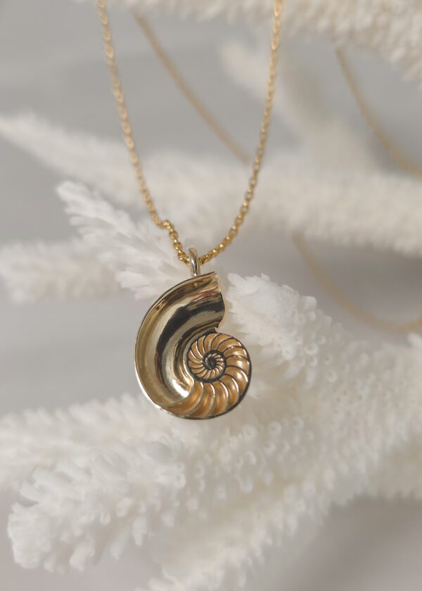 Small Nautilus Shell - Image 6
