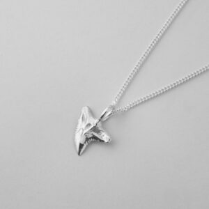 Tiger Shark Tooth