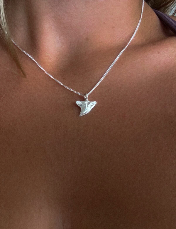 Tiger Shark Tooth - Image 7