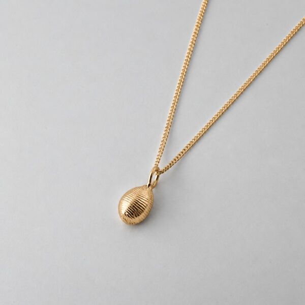 Groatie Buckie Cowrie Shell - Image 4